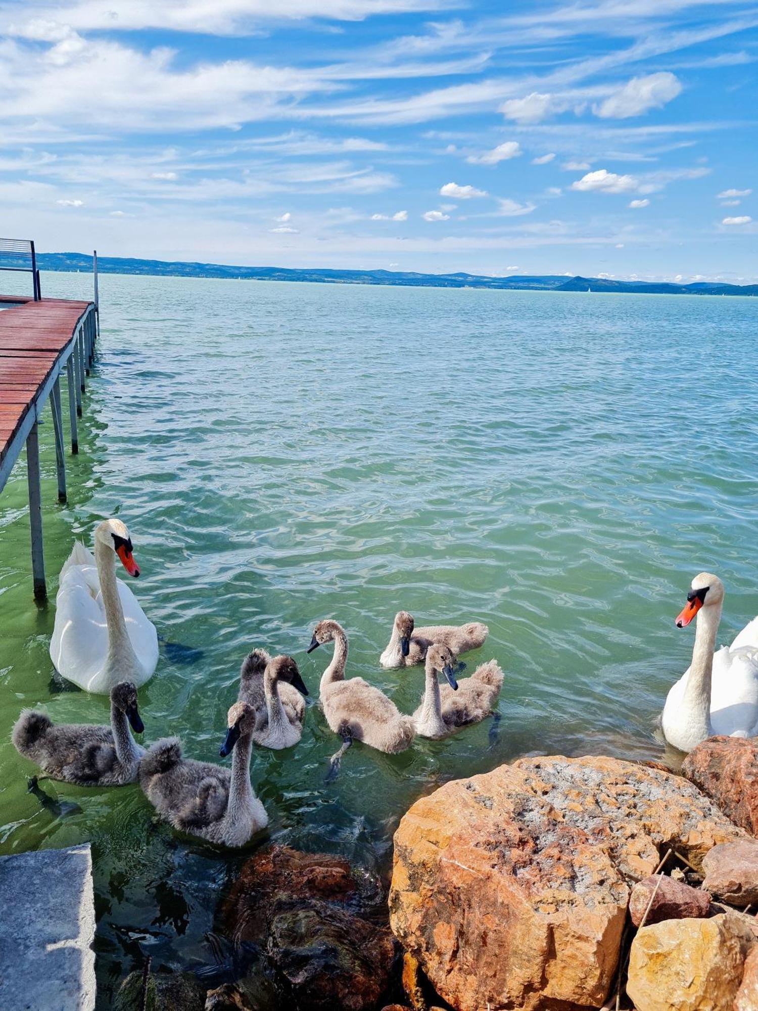 Flamingo Apartman Балатонсарсо Экстерьер фото